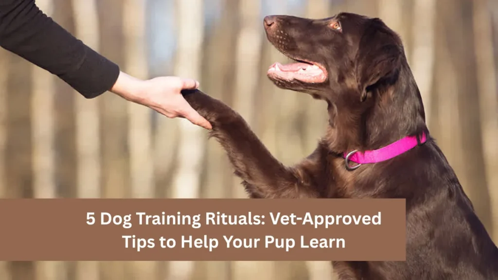 5 Dog Training Rituals: Vet-Approved Tips to Help Your Pup Learn