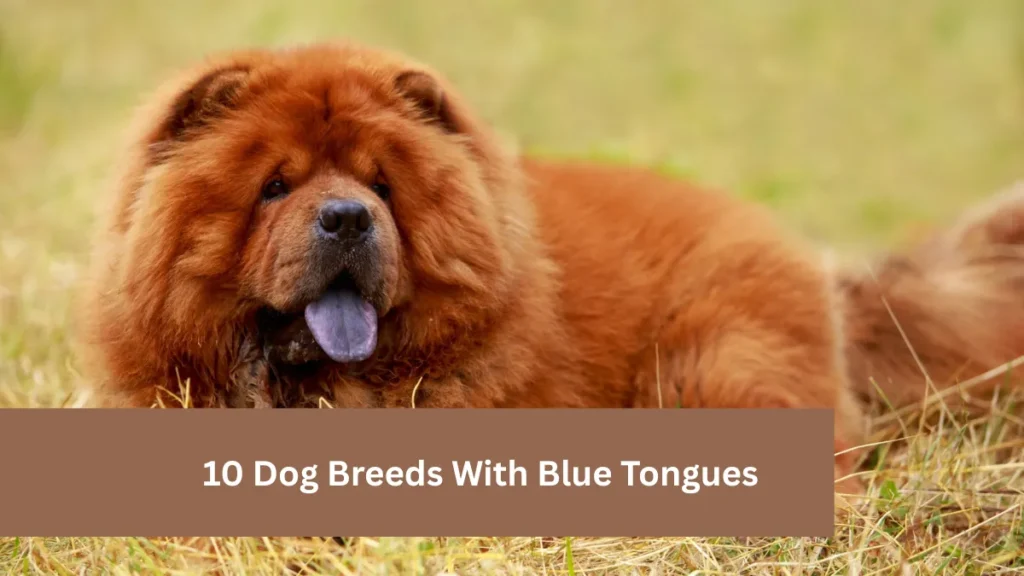 10 Dog Breeds With Blue Tongues