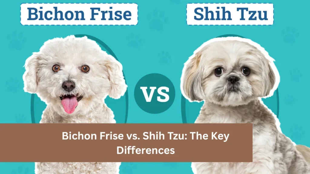 Bichon Frise vs. Shih Tzu: The Key Differences