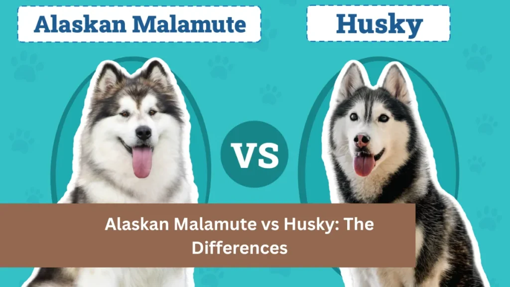 Alaskan Malamute vs Husky: The Differences