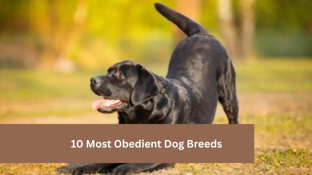 10 Most Obedient Dog Breeds