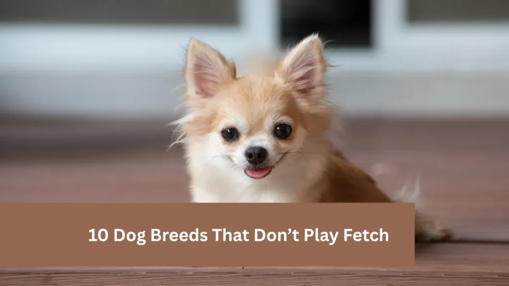 10 Dog Breeds That Don’t Play Fetch