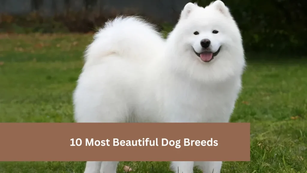 10 Most Beautiful Dog Breeds