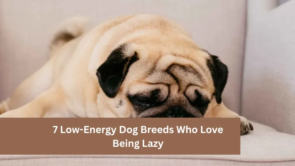 7 Low-Energy Dog Breeds Who Love Being Lazy